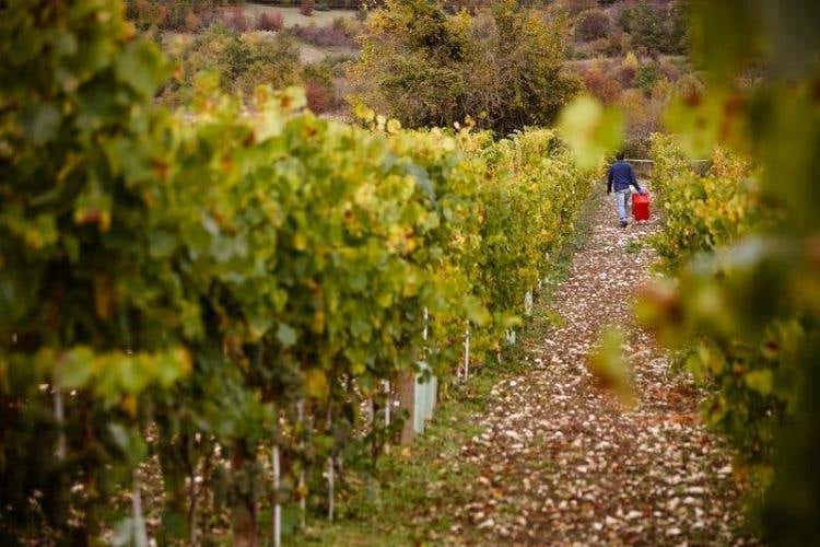 Vendemmia nel vigneto Casadonna